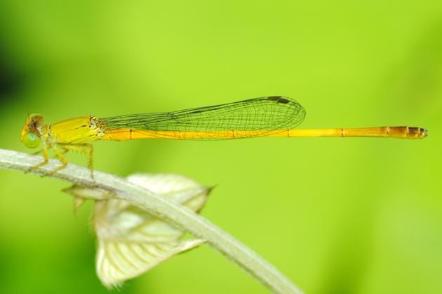 Sindhudurg marsh dart (Ceriagrion chromothorax) is the latest addition to the endemic species of the damselfly family.(Photo Credit: Dattaprasad Sawant)