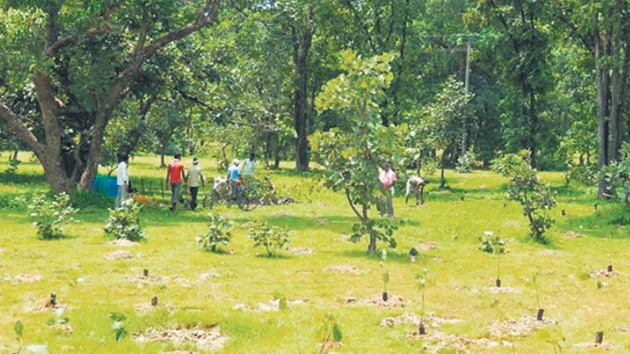 A city-based environmental organisation has carried out 3.9 million tree plantations over the past 10 years in its attempt to safeguard and restore wildlife habitats, and provide forest-based resources to local communities in India.