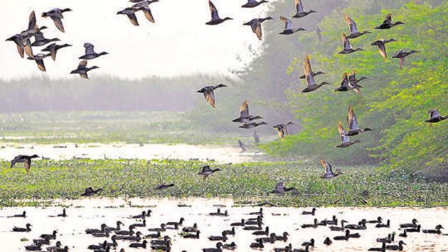 Over 75 birders from Delhi and its satellite towns fanned out in different bird habitats across Delhi-NCR on a Sunday morning to participate in the fourth annual ‘Delhi Summer Bird Count’.(Sunil Ghosh / Hindustan Times) Over 75 birders from Delhi and its satellite towns fanned out in different bird habitats across Delhi-NCR on a Sunday morning to participate in the fourth annual ‘Delhi Summer Bird Count’.(Sunil Ghosh / Hindustan Times)
