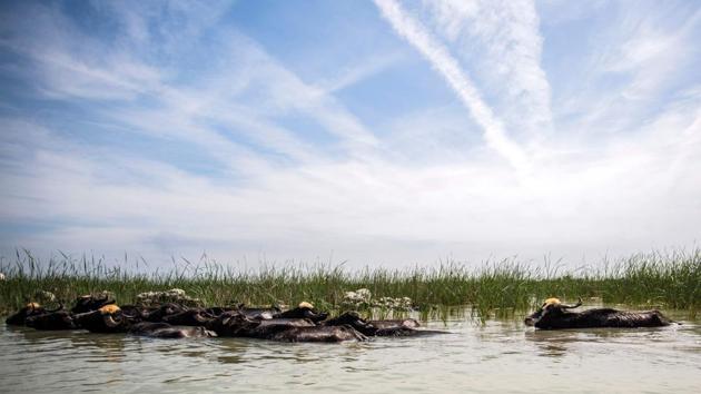 The numbers have steadily gone up in recent years, according to Assaad al-Qarghouli, tourism chief in Iraq’s southern province of Dhi Qar. “We had 10,000 tourists in 2016, then 12,000 in 2017 and 18,000 in 2018,” he told AFP. But there is virtually no infrastructure. “There are no tourist centres or hotels, because the state budget was sucked up by war the last few years,” Qarghouli said. (Hussein Faleh / AFP) The numbers have steadily gone up in recent years, according to Assaad al-Qarghouli, tourism chief in Iraq’s southern province of Dhi Qar. “We had 10,000 tourists in 2016, then 12,000 in 2017 and 18,000 in 2018,” he told AFP. But there is virtually no infrastructure. “There are no tourist centres or hotels, because the state budget was sucked up by war the last few years,” Qarghouli said. (Hussein Faleh / AFP)
