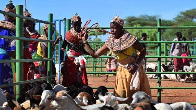The service uses advanced weather data from US agricultural intelligence firm aWhere to provide subscribers with rain and forage conditions for the week ahead in their locality. The forecasts are sent as text messages, so they are compatible with basic phones often used by pastoralists in remote areas. (Tony Karumba / AFP) The service uses advanced weather data from US agricultural intelligence firm aWhere to provide subscribers with rain and forage conditions for the week ahead in their locality. The forecasts are sent as text messages, so they are compatible with basic phones often used by pastoralists in remote areas. (Tony Karumba / AFP)