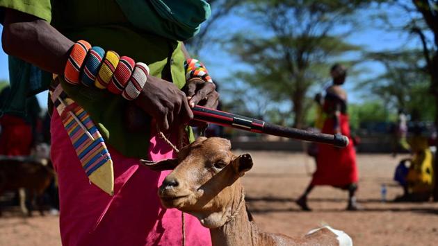 “It doesn’t rain like it once did,” said Nandura Pokodo, at the dusty livestock market in Merille in Kenya’s pastoralist heartland. Nobody wants his drought-weary animals, so he will return home empty-handed. As the rains failed, Pokodo, 55, wandered for days between March and April in search of grazing land but found nothing. He lost 20 goats and sheep. (Tony Karumba / AFP) “It doesn’t rain like it once did,” said Nandura Pokodo, at the dusty livestock market in Merille in Kenya’s pastoralist heartland. Nobody wants his drought-weary animals, so he will return home empty-handed. As the rains failed, Pokodo, 55, wandered for days between March and April in search of grazing land but found nothing. He lost 20 goats and sheep. (Tony Karumba / AFP)