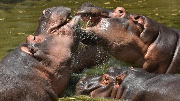 A group of hippopotamus seen bathing in the Delhi Zoo on a hot afternoon. Unfortunately, Delhi has also seen its natural water bodies drying up. Earlier, the city had around 1,000 water bodies. But over the years, almost half of them have either become dumping grounds or have been encroached upon. (Sanchit Khanna / HT Photo)