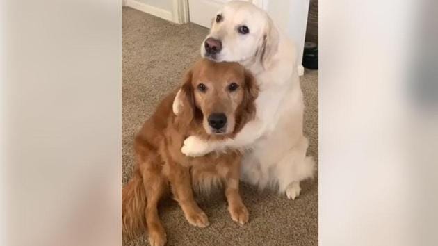 Shared on Instagram, the video is of two furry brothers - Watson and Kiko. (Instagram/@wat.ki) Shared on Instagram, the video is of two furry brothers - Watson and Kiko. (Instagram/@wat.ki)