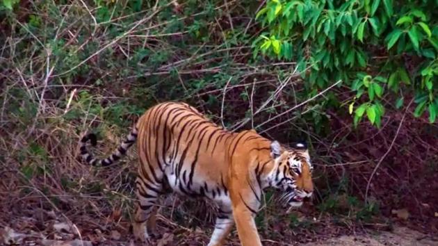 The Corbett Tiger Reserve has one of the highest tiger densities in the world.(HT File)
