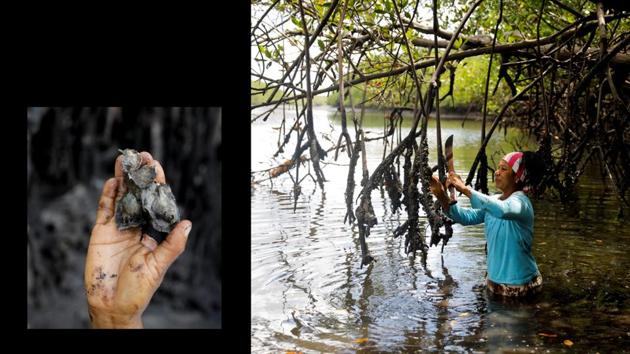 Jose’s wife Vandeka harvests mangrove oysters. Mangroves cover 13,989 square kilometers along Brazil’s coast -- an area larger than the US state of Maryland. They protect the coast from eroding as intense storms grow more frequent. The plants themselves are resilient, following water levels as they rise, but creatures like the crabs and oysters that Cruz harvests less so. (Nacho Doce / REUTERS) 