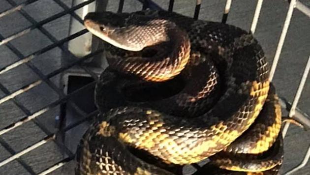 The police relocated the snake with the help of a man named John Heckaman.(Facebook/@NortheastPD)