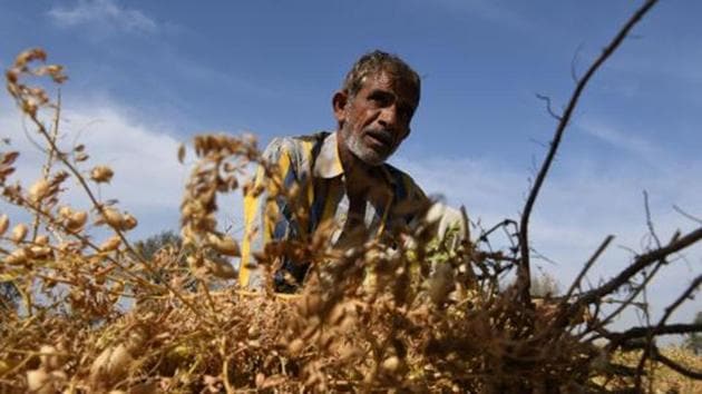 An official said that locusts in millions have attacked vegetation fields in Jaisalmer.(AFP / Representative Photo) An official said that locusts in millions have attacked vegetation fields in Jaisalmer.(AFP / Representative Photo)