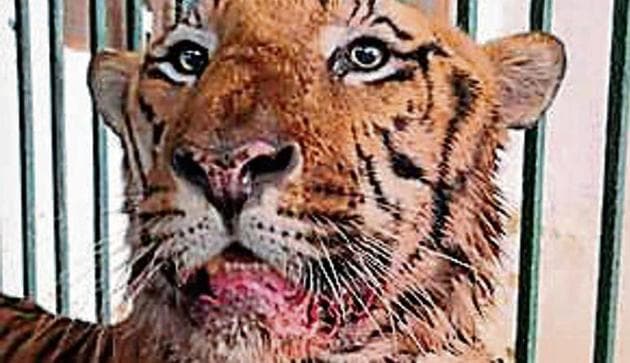 The male tiger Yash.(HT Photo)