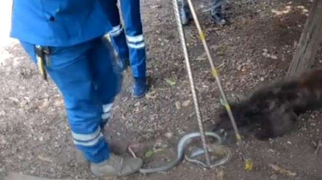 The video shows Yao constantly barking as the rescuers try to catch the snake.(AP Video)