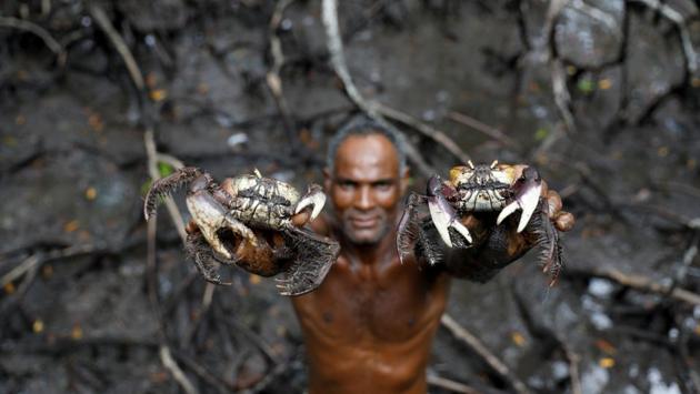 Soon enough, Jose pulls out two spikey-legged creatures, larger than his hands. Cruz’s average daily catch is half of what it was 10 years ago. Since that time, the water line has advanced 3 meters inland from where it used to be, according to his observations. (Nacho Doce / REUTERS) 