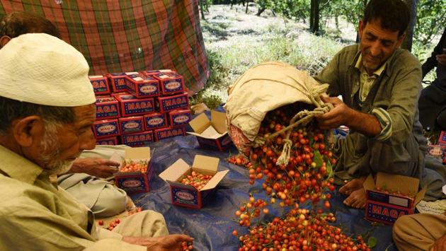 Farmers packing cherries for export at an orchard in Srinagar. (HT Photo/Waseem Andrabi) Farmers packing cherries for export at an orchard in Srinagar. (HT Photo/Waseem Andrabi)