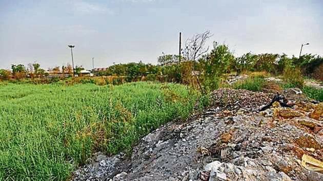 The area once used to be a fly ash pond when the Rajghat power plant was operational, till 2015.(Burhaan Kinu/HT PHOTO)