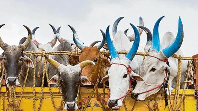 More than 6 cows can't be transported in Haryana: HC | Latest News India -  Hindustan Times