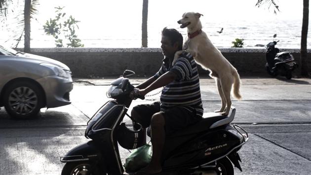 A pet dog rides pillion on a two-wheeler at Bandra in Mumbai, Maharashtra. (Satish Bate / HT Photo) A pet dog rides pillion on a two-wheeler at Bandra in Mumbai, Maharashtra. (Satish Bate / HT Photo)