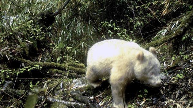 A rare all white giant panda is captured by an infra-red triggered remote camera at the Wolong Nature Reserve in southwest China’s Sichuan province. (Wolong National Nature Reserve via AP)
