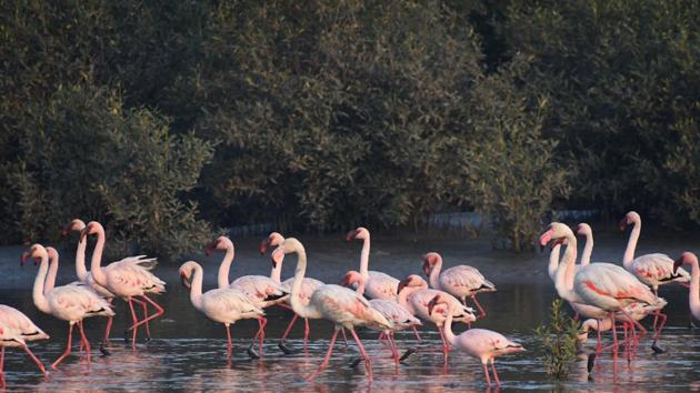 The wetland and the adjacent Thane Creek Flamingo Sanctuary are globally significant, serving as a stop for migratory birds using the Central Asian Flyway.(HT File Photo/Praful Gangurde)