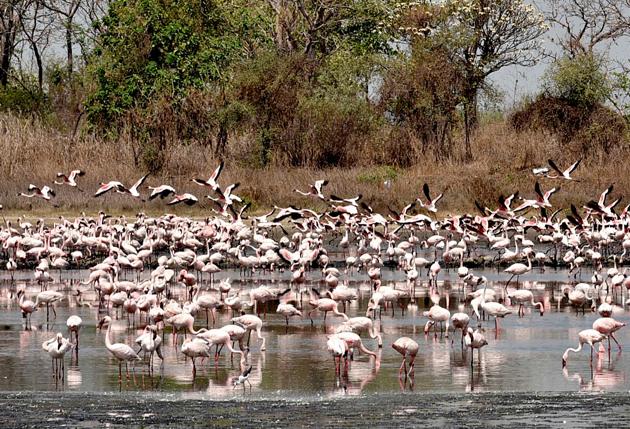 Flamingoes at a pond behind TS Chanakya wetland in Navi Mumbai.(HT FILE)