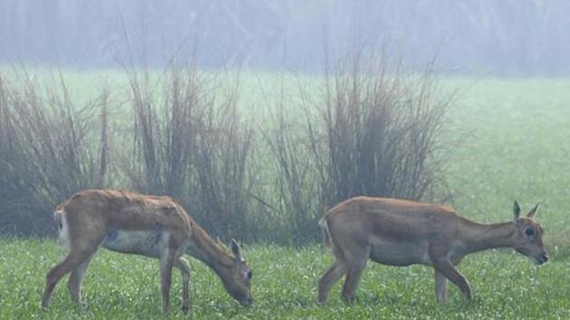 In a positive indication of the district’s ecological balance, a boost in urban wildlife has been recorded in a recent census concluded on May 28. (HT File Photo/Sunil Ghosh) In a positive indication of the district’s ecological balance, a boost in urban wildlife has been recorded in a recent census concluded on May 28. (HT File Photo/Sunil Ghosh)