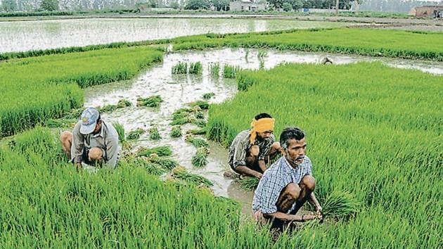 Over 96% of the 35.78 billion cubic metre groundwater extracted is used by paddy growers, according to Punjab’s agriculture department.(PTI File Photo)