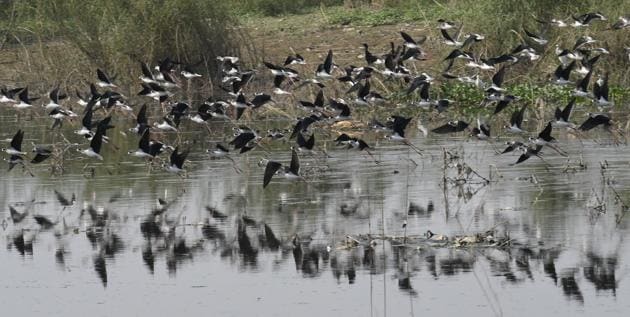 Migratory birds, the Great Adjutant Stork, fly over a Gangetic wetland in Bihar. Officials say delay in monsoon could affect arrival of birds. (Santosh Kumar / HT Photo)