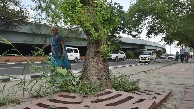 The four are accused of cutting 27 khair trees (botanical name acacia catechu) around midnight at Gandher on March 19 purportedly for the purposes of smuggling.(Representative Image/HT File PHOTO)