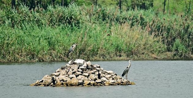 In 2016, birders had spotted the Indian Pitta in the park almost after a gap of 70 years. A year earlier, the pied hornbill was spotted in the park after 40 years.(HT Photo)