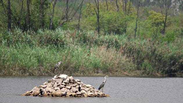 Grey Herons seen at Yamuna Biodiversity Park, in Wazirabad, New Delhi. Biodiversity parks are natural forest ecosystems with multi-layered canopies, comprising hundreds of species of trees, shrubs, herbs and grasses presenting various landscapes from marshy areas, to grasslands and stratified forests. (Sanchit Khanna / HT File) Grey Herons seen at Yamuna Biodiversity Park, in Wazirabad, New Delhi. Biodiversity parks are natural forest ecosystems with multi-layered canopies, comprising hundreds of species of trees, shrubs, herbs and grasses presenting various landscapes from marshy areas, to grasslands and stratified forests. (Sanchit Khanna / HT File)
