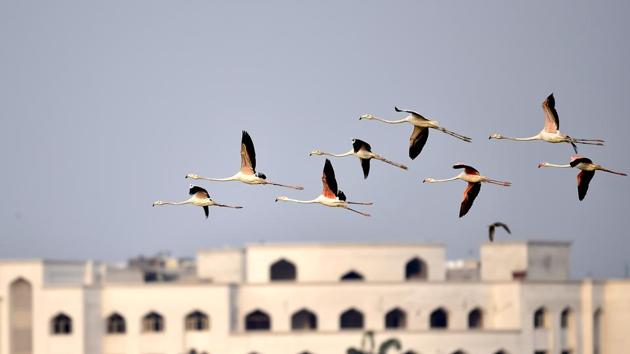 The Greater Flamingo had initially arrived and settled down in the Najafgarh drain near Delhi’s Wazirabad. But due to industrial effluents from Haryana and other adjoining areas polluting the drain, there were repots of decline in numbers of migratory birds in the city. Recently a large number of these birds were spotted at the Okhla Bird Sanctuary which is a good sign as the birds are coming back to the capital. (Ajay Aggarwal / HT File) 