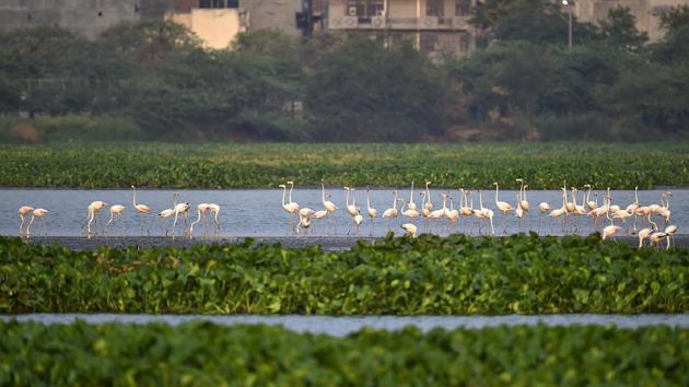 A swarm of more than 150 Greater Flamingos has arrived at the Okhla Bird Sanctuary in Noida, Gautam Buddh Nagar. They have a niche in their feeding grounds, certain kinds of wetlands, as they eat the algae in the water and clean t up. The Greater Flamingo is mostly found West Africa, sub-Saharan Africa, Mediterranean regions, Europe, South-West and South Asia. (Ajay Aggarwal / HT File) 