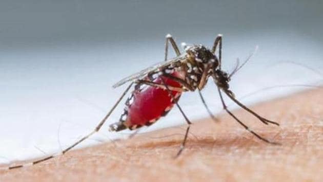 The number of malaria cases in India almost halved in 2018 as compared to the previous year, an indication that the country’s malaria elimination programme is succeeding.(HT File Photo)
