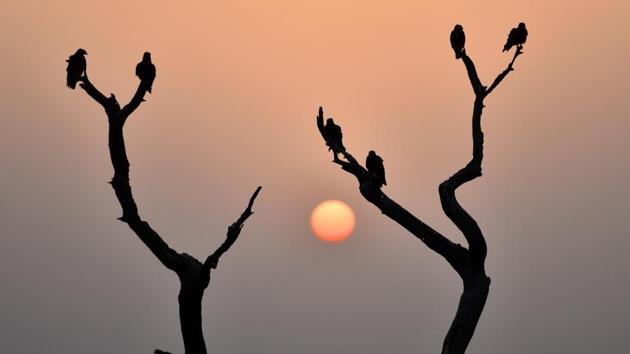 Eagles sit on the branches of a leafless tree as sun, at Yamuna river. Such is the importance of these parks in mitigating the damages that man has inflicted on the nature that even the high court and the National Green Tribunal has directed all state governments to come up with such biodiversity parks, on the lines of the ones in Delhi. (Sonu Mehta / HT File) Eagles sit on the branches of a leafless tree as sun, at Yamuna river. Such is the importance of these parks in mitigating the damages that man has inflicted on the nature that even the high court and the National Green Tribunal has directed all state governments to come up with such biodiversity parks, on the lines of the ones in Delhi. (Sonu Mehta / HT File)