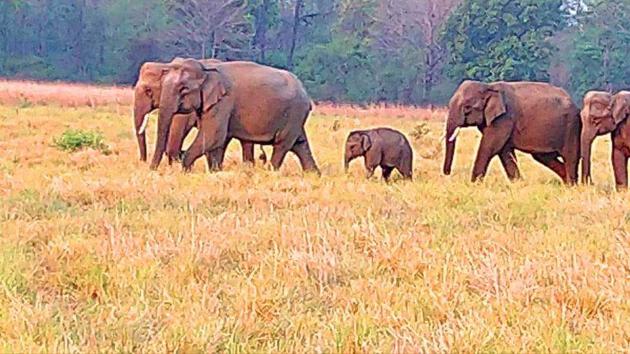 The Corbett Tiger Reserve is the main bastion of the tuskers in Uttarakhand.(HT Photo) The Corbett Tiger Reserve is the main bastion of the tuskers in Uttarakhand.(HT Photo)