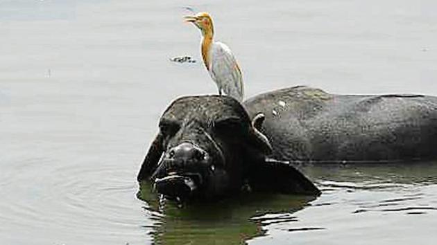 cattle egret sits on a buffalo as it cools off on the banks of Yamuna on a hot summer day, near Okhla, in New Delhi. (Biplov Bhuyan/ Hindustan Times) cattle egret sits on a buffalo as it cools off on the banks of Yamuna on a hot summer day, near Okhla, in New Delhi. (Biplov Bhuyan/ Hindustan Times)