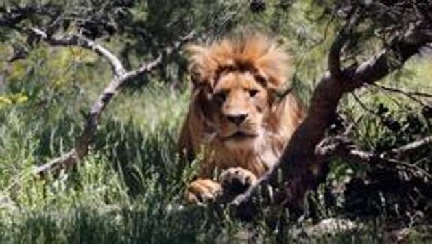 A pride of 14 lions is on the loose near a mining community bordering South Africa’s Kruger National Park. (Representative Image) (AFP) A pride of 14 lions is on the loose near a mining community bordering South Africa’s Kruger National Park. (Representative Image) (AFP)