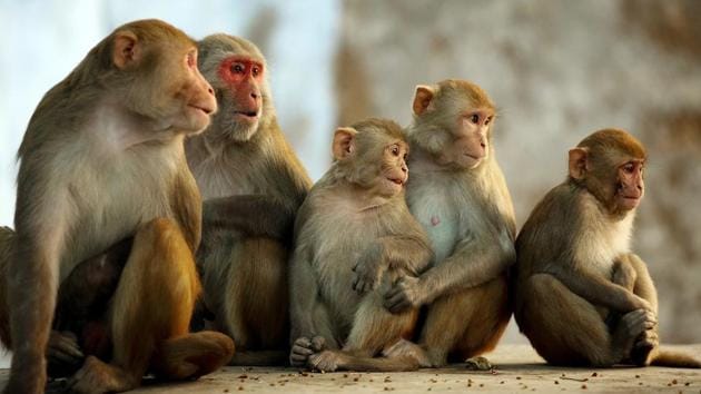 Around 15 monkeys died possibly due to heatstroke in Joshi Baba forest range in Bagli, Dewas.(HT File (Representative Image))