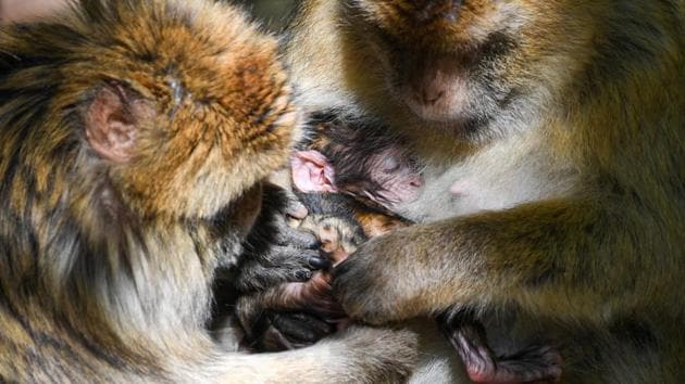 A Barbary Ape baby is cuddled by its mother in Salem, Germany. (Felix Kästle / AFP) A Barbary Ape baby is cuddled by its mother in Salem, Germany. (Felix Kästle / AFP)