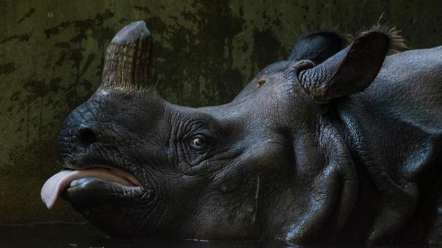 A Rhinoceros bathes in its pond at Berlin's Zoologischer Garten Zoo, Germany. (John Macdougall / AFP) A Rhinoceros bathes in its pond at Berlin's Zoologischer Garten Zoo, Germany. (John Macdougall / AFP)