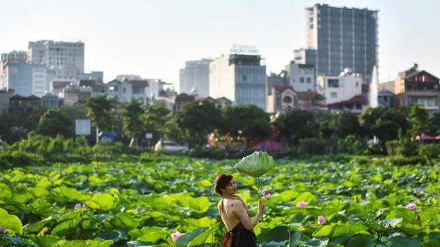 A woman poses for a picture during a photo shoot on the Westlake lotus ponds in Hanoi, Vietnam. (Manan Vatsyayana / AFP) A woman poses for a picture during a photo shoot on the Westlake lotus ponds in Hanoi, Vietnam. (Manan Vatsyayana / AFP)