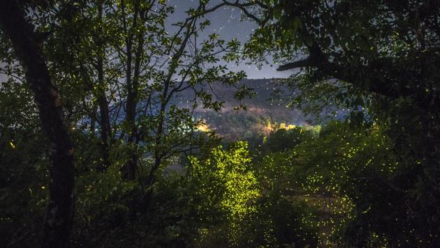 Fireflies light up the frame with bioluminescence, swarming around trees in Bhandardara, Maharashtra. (Pratik Chorge / HT Photo)