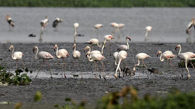 A swarm of more than 150 Greater Flamingo has arrived at the national capital region’s Okhla Bird Sanctuary in Noida.(Ajay Aggarwal/HT PHOTO)
