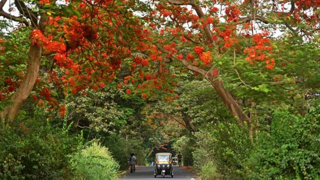 A Gulmohar tree in bloom by the roadside at Aarey colony, in Mumbai, Maharashtra. (Satyabrata Tripathy / HT Photo)