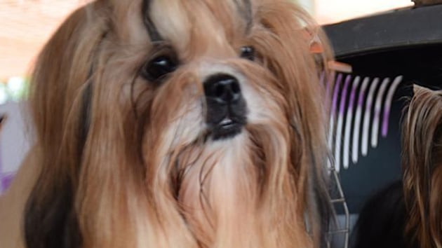 Two Shih Tzu dogs were killed at a condominium in Sector 65. The dogs’ autopsy report revealed multiple organ rupture, broken spines and internal bleeding, said animal rights activist Akshima Jhajharia.(Representative Image/HT Photos) Two Shih Tzu dogs were killed at a condominium in Sector 65. The dogs’ autopsy report revealed multiple organ rupture, broken spines and internal bleeding, said animal rights activist Akshima Jhajharia.(Representative Image/HT Photos)