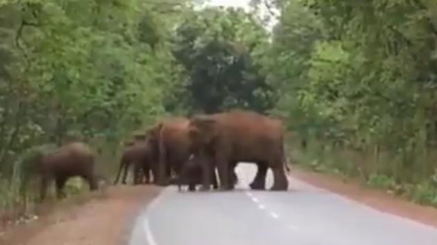Shared on June 7, the video has gathered more than 14,000 “likes”. (Twitter/@ParveenKaswan) Shared on June 7, the video has gathered more than 14,000 “likes”. (Twitter/@ParveenKaswan)