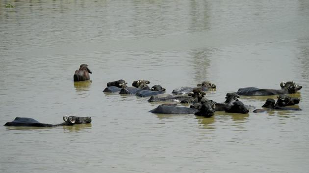 Buffaloes soak in a pond to escape the blazing afternoon heat in New Delhi. Mercury shattered records in the Capital with Palam recording 48 degress Celsius, highest temperature ever recorded in Delhi and the highest ever in June. (Amal KS / HT Photo) Buffaloes soak in a pond to escape the blazing afternoon heat in New Delhi. Mercury shattered records in the Capital with Palam recording 48 degress Celsius, highest temperature ever recorded in Delhi and the highest ever in June. (Amal KS / HT Photo)