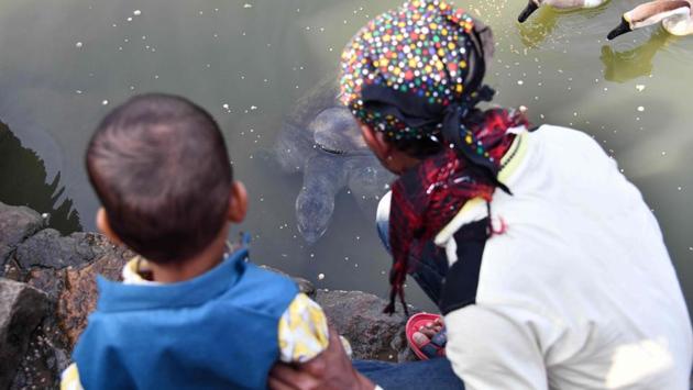 A devotee along with his child watch a black softshell turtle feed in a pond. The caretakers collects eggs laid by the turtles on the sandy banks of the pond -- a new concrete bank had to be demolished a few years ago -- and gingerly puts them into an incubator. The project has been so successful that Good Earth has identified 18 other temple ponds in the area which could also be used for similar initiatives. (Biju Boro / AFP) A devotee along with his child watch a black softshell turtle feed in a pond. The caretakers collects eggs laid by the turtles on the sandy banks of the pond -- a new concrete bank had to be demolished a few years ago -- and gingerly puts them into an incubator. The project has been so successful that Good Earth has identified 18 other temple ponds in the area which could also be used for similar initiatives. (Biju Boro / AFP)