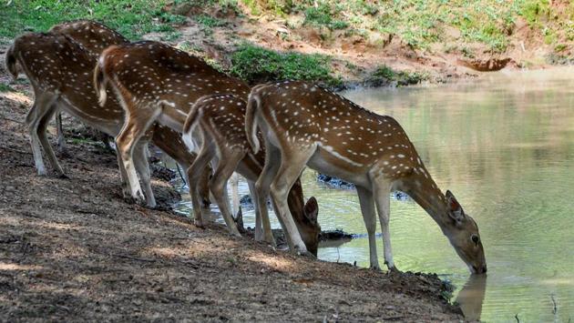 Spotted deers are seen near a pond at Assam State Zoo Cum Botanical Garden on a hot summer day, in Guwahati. Bannerghatta Biological Park has made special arrangements to cool off animals from increased temperature and also providing them separate water tanks. (PTI) Spotted deers are seen near a pond at Assam State Zoo Cum Botanical Garden on a hot summer day, in Guwahati. Bannerghatta Biological Park has made special arrangements to cool off animals from increased temperature and also providing them separate water tanks. (PTI)