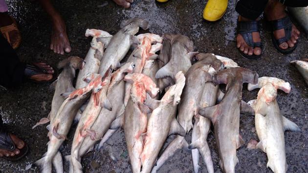 Bycatch of juvenile hammerhead sharks. The study revealed that juvenile fish were being illegally caught with gill and trawl nets at fishing ports, including at Mumbai.(Photo Credit: Dhanashree Bagade)