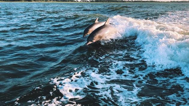 Like their female counterparts and indeed like humans, male dolphins form social bonds based on shared interests.(Unsplash)