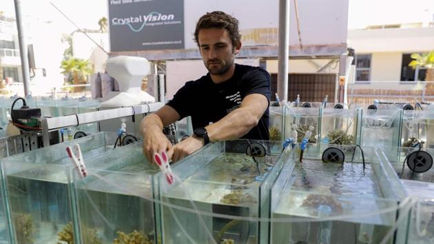 Guilhem Banc-Prandi, currently working on a doctorate at the Interuniversity Institute for Marine Sciences, inspects corals in an aquarium in the southern Israeli resort city of Eilat. Coral populations around the world are undergoing bleaching and dying due to global warming, but the population in the northern Red Sea has remained stable due to its unique heat resistance. (Menahem Kahana / AFP) Guilhem Banc-Prandi, currently working on a doctorate at the Interuniversity Institute for Marine Sciences, inspects corals in an aquarium in the southern Israeli resort city of Eilat. Coral populations around the world are undergoing bleaching and dying due to global warming, but the population in the northern Red Sea has remained stable due to its unique heat resistance. (Menahem Kahana / AFP)
